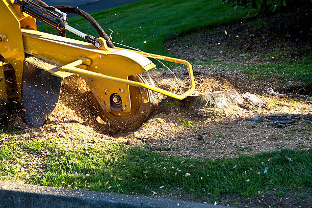 Best Lawn Pest Prevention  in Enon, OH