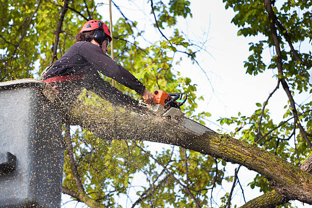 Best Tree Disease Treatment  in Enon, OH